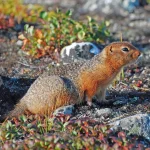 Cele mai lungi perioade de hibernare din regnul animal: Cine doarme cel mai mult?